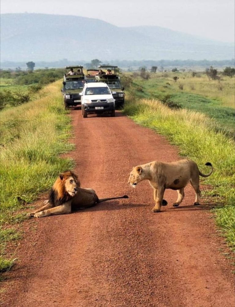 Planning an Akagera safari? Compare 4x4 car rental options, driving distance from Kigali, road conditions, and what vehicle you actually need.