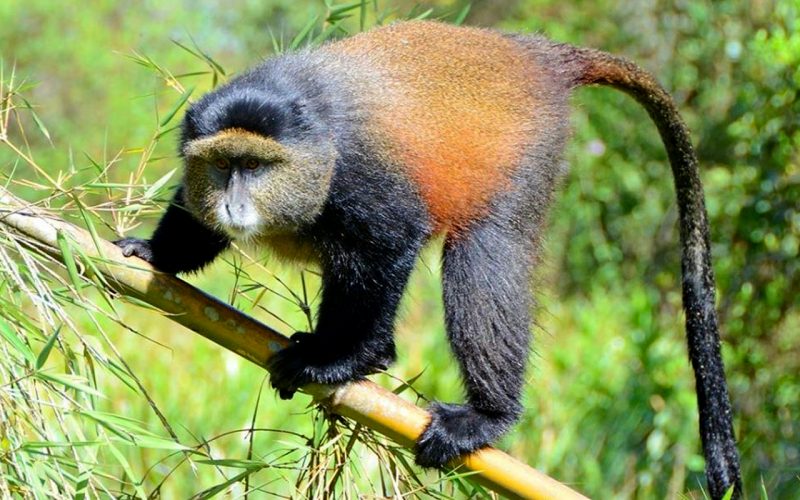 Golden monkey tracking in the volcanoes national park