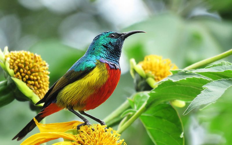 Bird-watching-safaris-in-Nyungwe-Forest-National-Park-visit-rwanda-tour