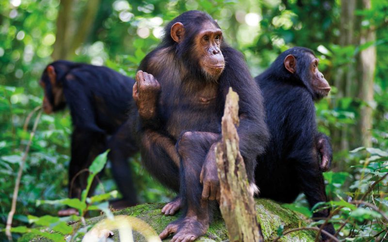 chimps-of-the-nyungwe-forest-1